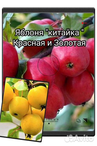Саженцы яблони Китайка