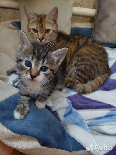 Кошки в добрые руки бесплатно