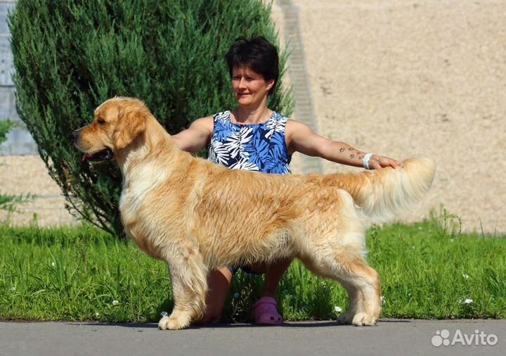 Шикарный рыжий мальчик Золотистый Ретривер