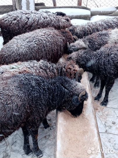 Дорпер 11мес. Обмен