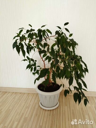 Фикус бенджамина большой