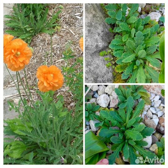 Садовые многолетники