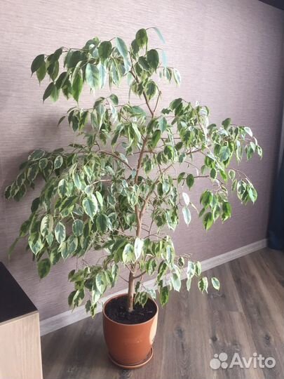 Фикус Бенджамина