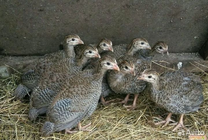 Цесарки 3 мес