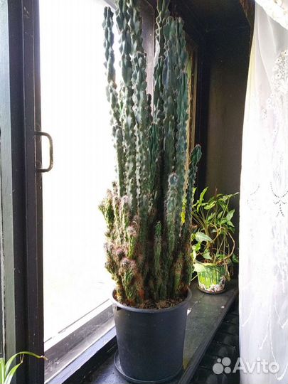 Кактус молочай