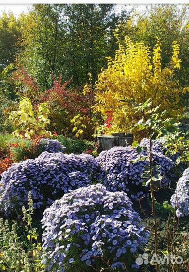 Астра многолетняя