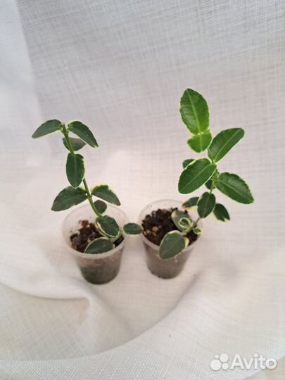 Хойи укорененные