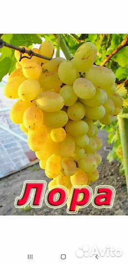 Садовые растения