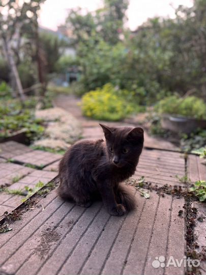 Отдадим котика