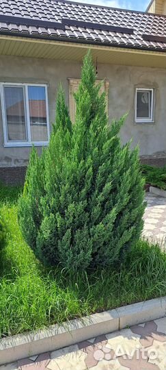 Можжевельник