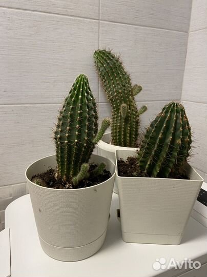 Алоэ, Кактусы