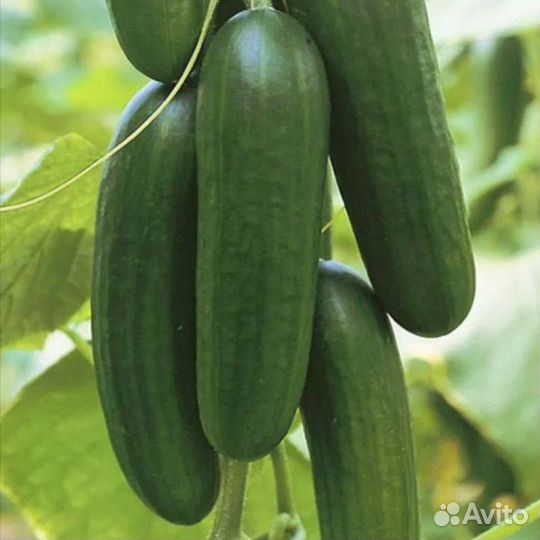 Бэби Мини F1 открытый /закрытый грунт. Семена