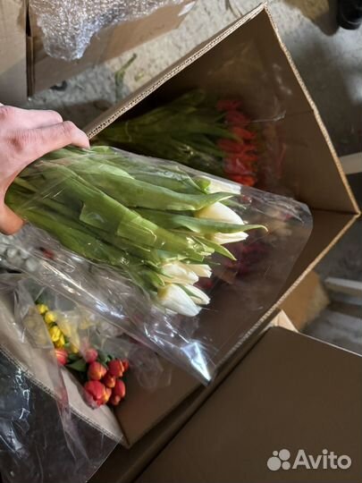 Тюльпаны оптом