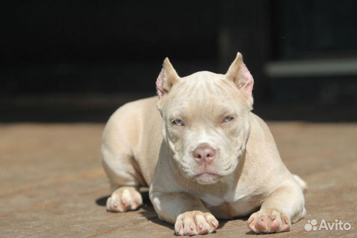 Америккнский булли