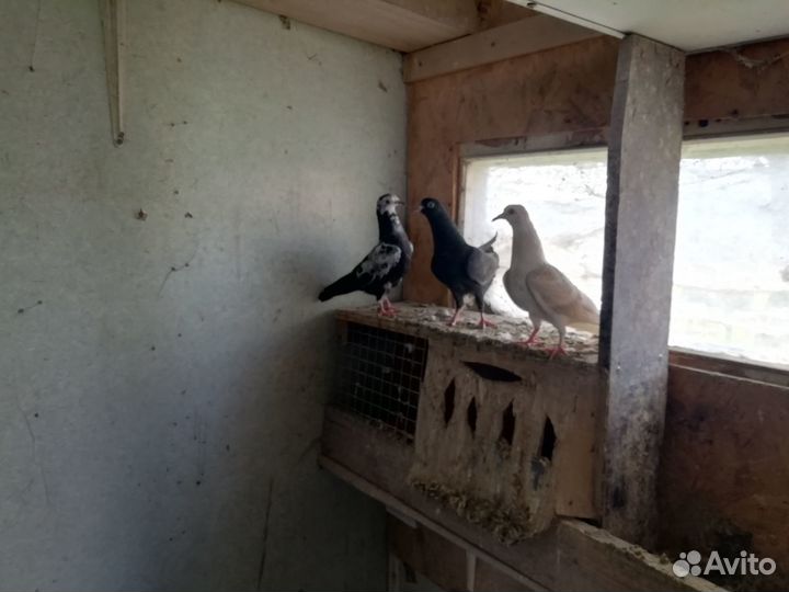 Голуби бойные