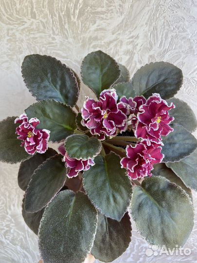 Фиалки сортовые пестролистники