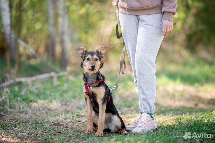 Щенок метис