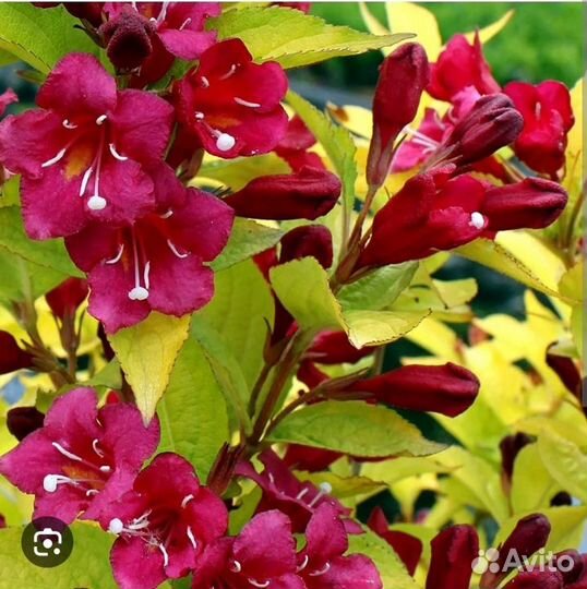 Вейгела саженцы