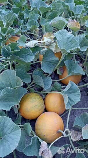 Рассада арбуза и дыни