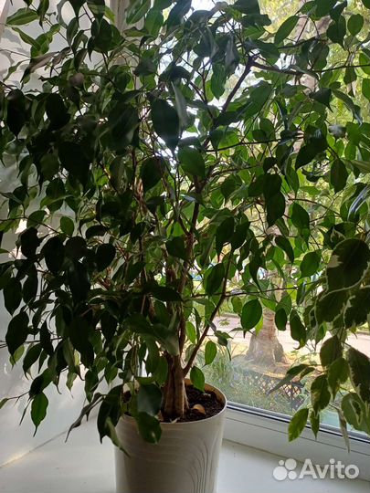 Фикусы бенджамина