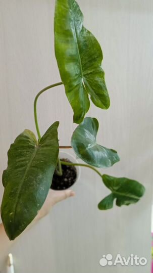 Филодендрон Параисо верде