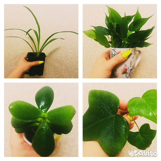 Комнатные цветы
