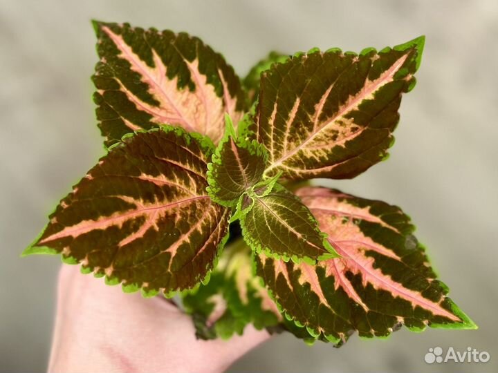 Колеусы сортовые рассада, koleos, крапивка