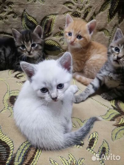 Кошки в добрые руки бесплатно