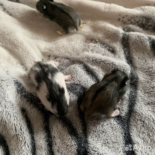 Кемпбелла хомячок