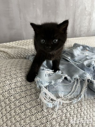 Котенок черный