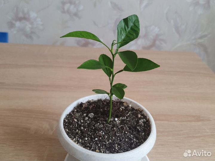 Сажанцы комнатного мандаринового дерева