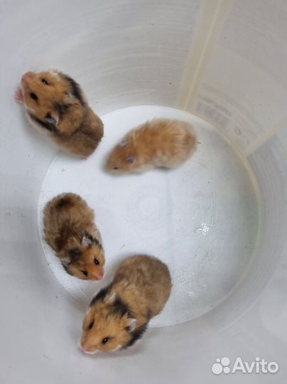 Сирийский хомяк