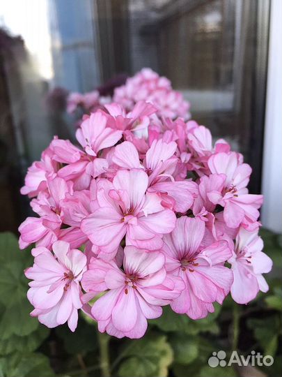 Герань махровая розовая с бутонами