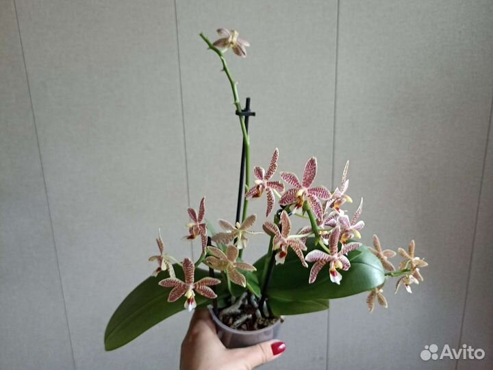 Редкие орхидеи: Бабочка, 3 lips, Восковики