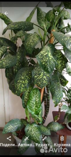 Диффенбахия