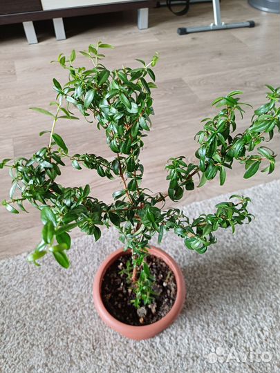 Мирт обыкновенный