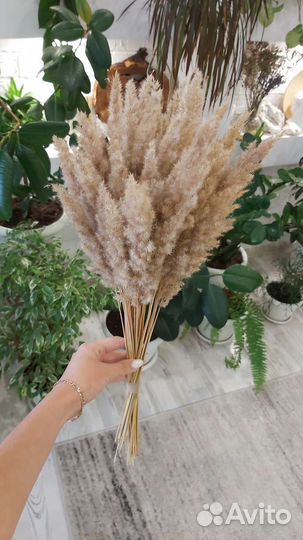 Сухоцветы пампасная трава