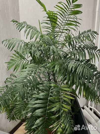 Пальма большая 150см