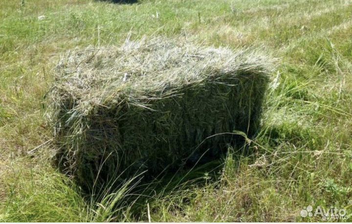 Сено в тюках