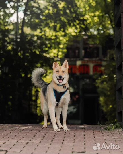 Молодая собачка Лилу в поисках дома