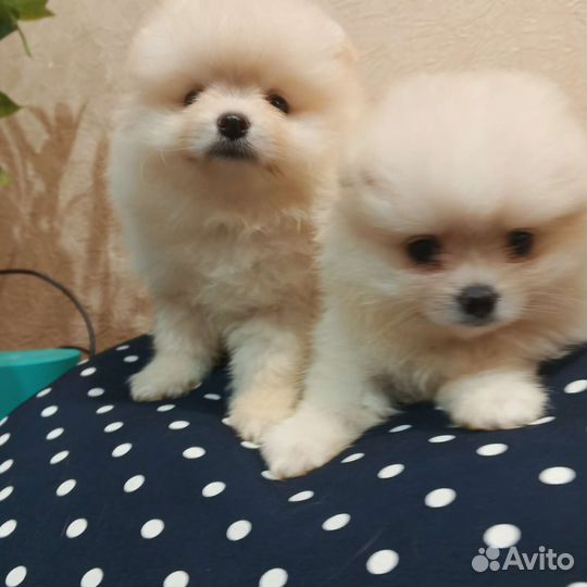 Девочки РКФ