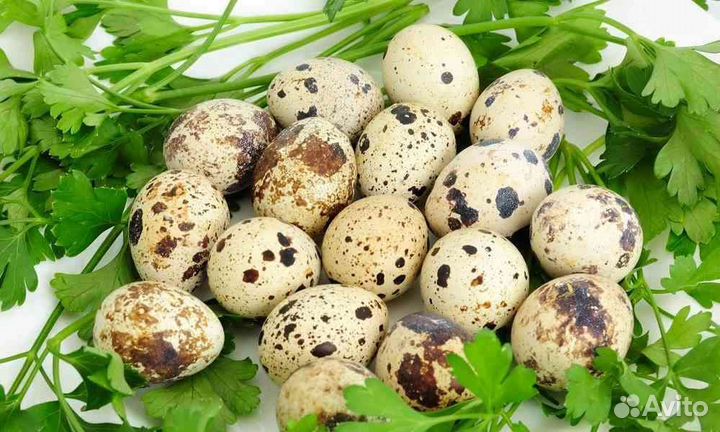 Яйца перепелиные и куриные домашние