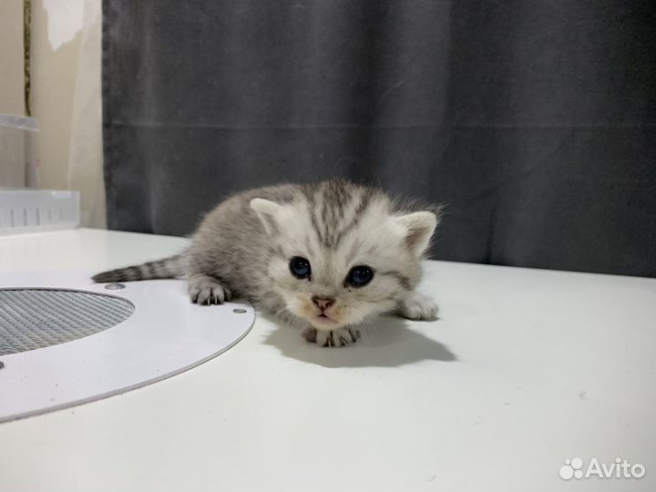 Шотландские котята