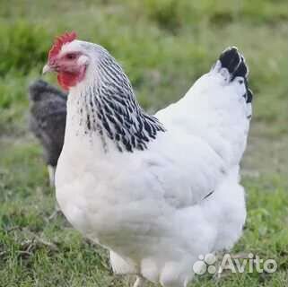 Куры молодки несушки 4,5 месяца с доставкой