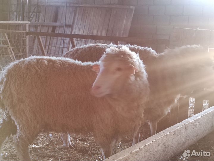 Северокавказские мериносы,Бараны