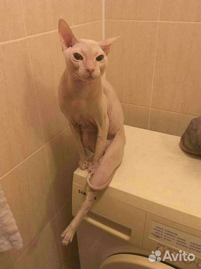 Донской сфинкс