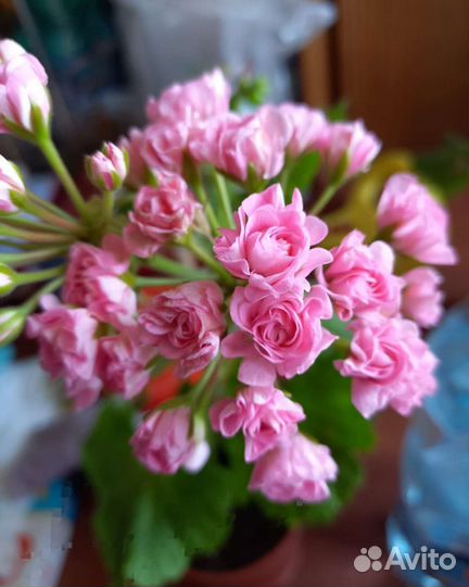 Герань пеларгония