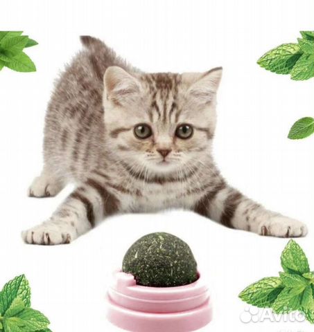 Кошачья мята