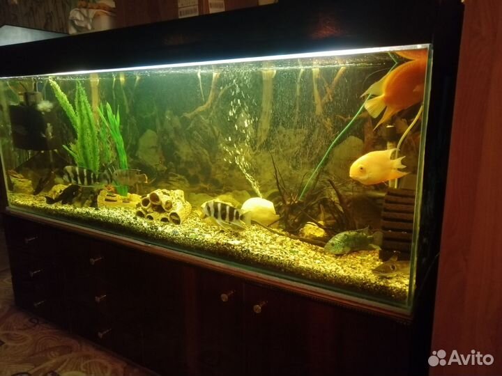 Аквариумы