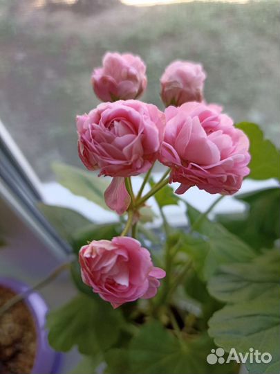 Пеларгония герань